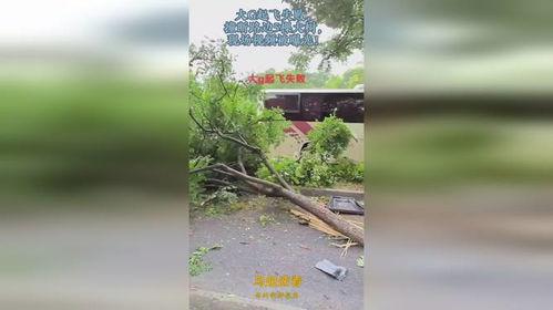 大树爆料视频大全最新,揭秘娱乐圈幕后真相  第3张