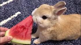 娱乐吃瓜兔子,揭秘娱乐圈那些不为人知的幕后故事  第3张